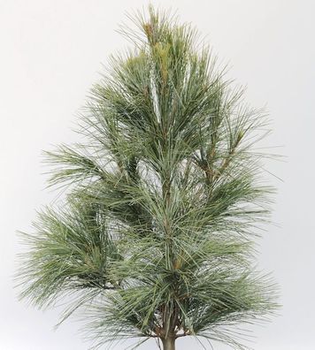Kleine Tränenkiefer Densa Hill 40-60cm - Pinus wallichiana