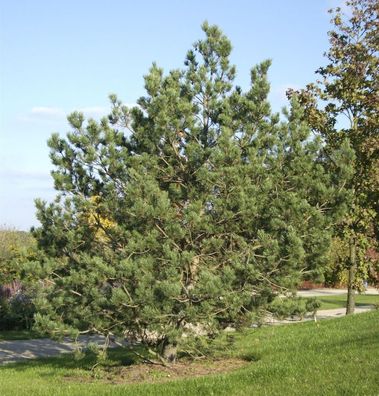 Waldkiefer 80-100cm - Pinus sylvestris