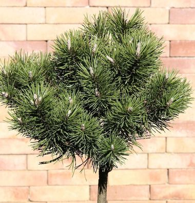 Hochstamm Kugelkiefer Mops 40-60cm - Pinus mugo