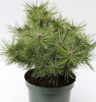 Japanische Rotkiefer Jane Kluis 30-40cm - Pinus densiflora