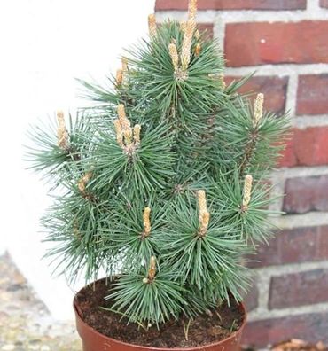 Kegel Bergkiefer Columbo 50-60cm - Pinus mugo
