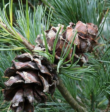 Bonsaiartige blaue Mädchenkiefer 70-80cm - Pinus parviflora