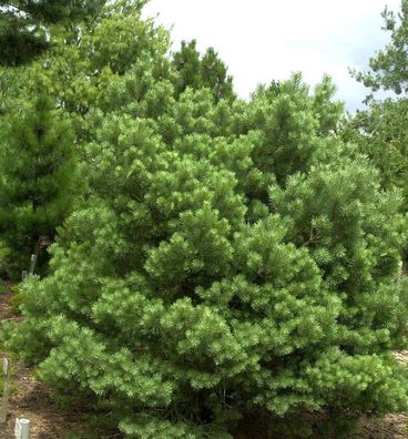 Zwerg Kiefer Sandringham 25-30cm - Pinus sylvestris