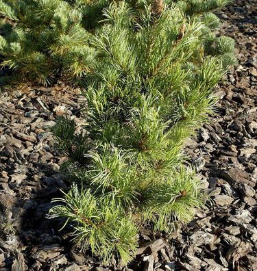 Blaugraue Zwerg Mädchen Kiefer Kusu Dama 25-30cm - Pinus parviflora