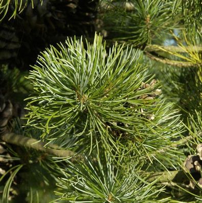 Blaue Zwerg Mädchen Kiefer Linda 30-40cm - Pinus parviflora