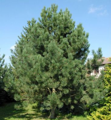 Österreichische Schwarz-Kiefer 80-100cm - Pinus nigra