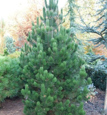 Bosnische Zwerg Kiefer Irish Bell 20-25cm - Pinus densiflora