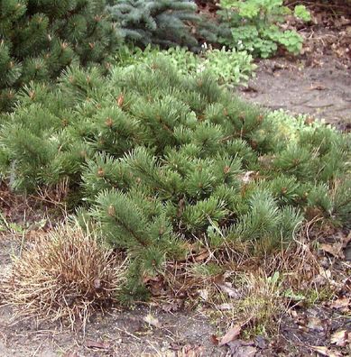 Flache Zwerg Kiefer Krauskopf 50-60cm - Pinus mugo