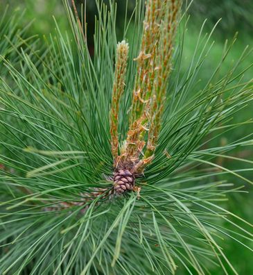 Amerikanische Rotkiefer Pillnitz 40-50cm - Pinus resinosa