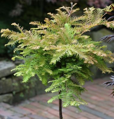 Hochstamm Urweltmammutbaum Miss Grace 100-125cm - Metasequoia glyptostroboides
