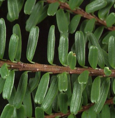 Nordjapanische Hemlocktanne Minikin 30-40cm - Tsuga diversifolia
