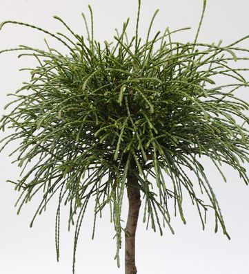 Hochstamm Faden Lebensbaum Whipcord 60-80cm - Thuja plicata