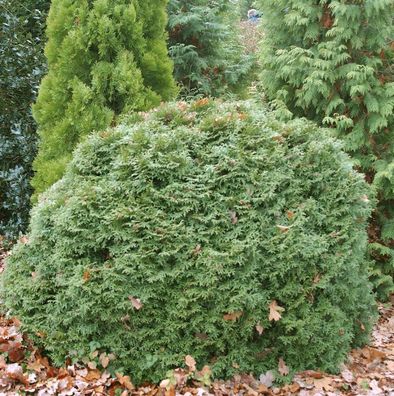 Kugel Lebensbaum Little Gigant 15-20cm - Thuja occidentalis