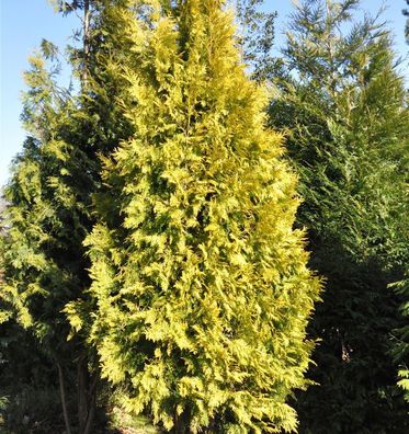 Lebensbaum Europa Gold 100-125cm - Thuja occidentalis