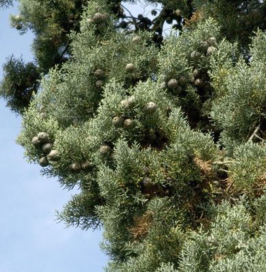 Blaue Arizona-Zypresse Glauca 40-60cm - Cupressus arizonica