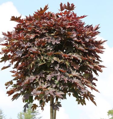 Hochstamm Säulen Blut Ahorn 125-150cm - Acer platanoides