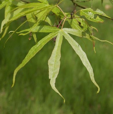 Schmalblättriger Fächer Ahorn 100-125cm - Acer palmatum
