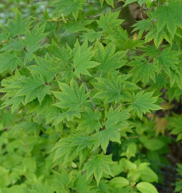 Koreanischer Fächer-Ahorn North Wind 60-80cm - Acer pseudosieboldianum