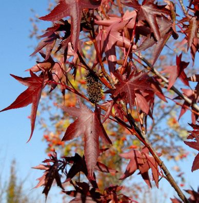 Amerikanischer Amberbaum Stared 100-125cm - Liquidambar styraciflua