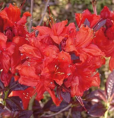 Hochstamm Azalee Royal Command 60-80cm - Rhododendron luteum - Alpenrose