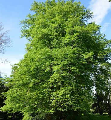 Hainbuche Beekmann 100-125cm - Carpinus betulus