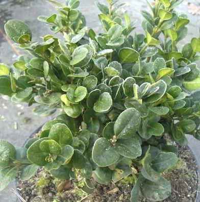 Buchsbaum Rotundifolia 15-20cm - Buxus sempervirens