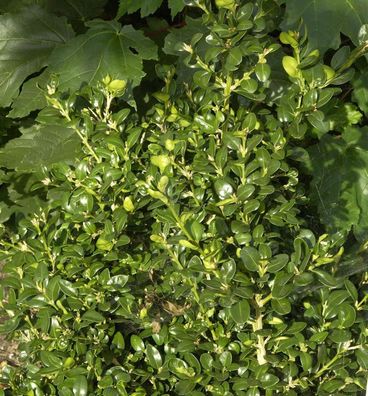 Heimischer Buchsbaum Ingrid 20-25cm - Buxus sempervirens