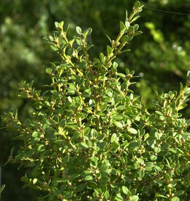 Kleinblättriger Buchsbaum Winter Beauty 20-25cm - Buxus sempervirens