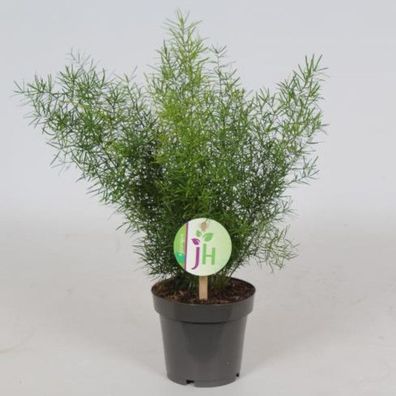 Asparagus densiflorus Sprengeri 30-40 cm Zierspargel Asparagus Zimmerpflanze