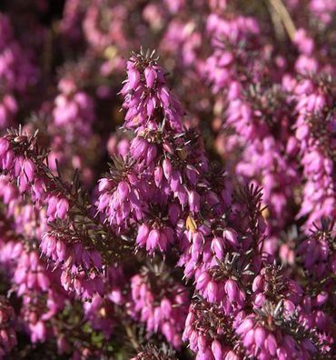 10x Winterheide Challenger - Erica carnea