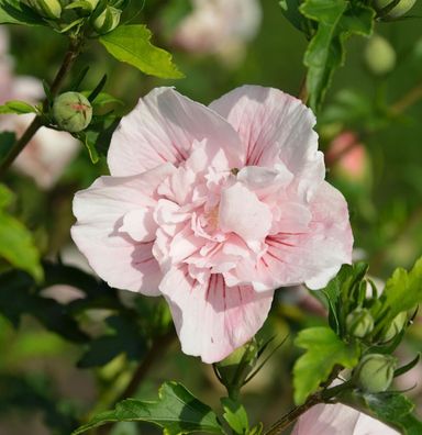 Garteneibisch French Pink Chiffon 80-100cm - Hibiscus