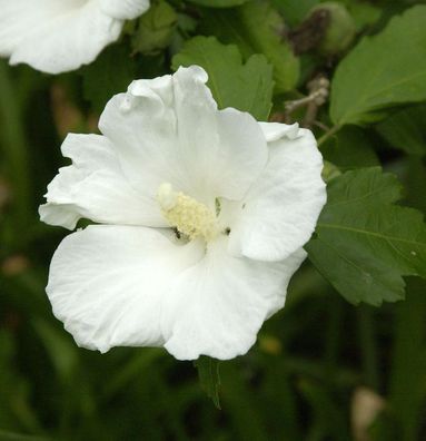Garteneibisch Flower Tower White 80-100cm - Hibiscus syriacus