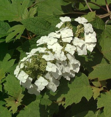 Eichenblättrige Hortensie 30-40cm - Hydrangea quercifolia