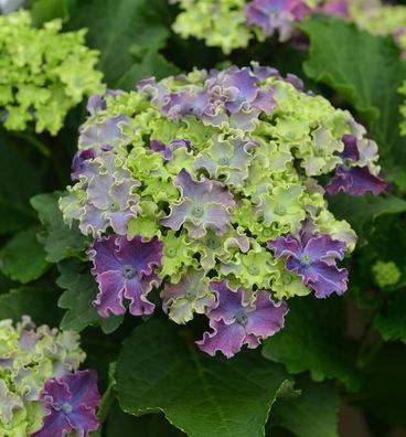 Bauernhortensie Curly Sparkle Blue Purple 30-40cm - Hydrangea macrophylla