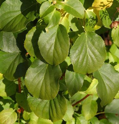 Kletter Hortensie Cordifolia 100-125cm - Hydrangea petiolaris