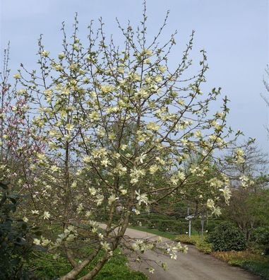 Magnolie Yellow River 100-125cm - Magnolia