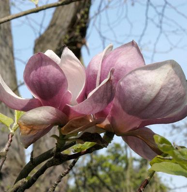 Tulpen Magnolie Rustica Rubra 100-125cm - Magnolia soulangiana