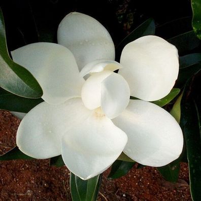 Großblumige Magnolie Alta 100-125cm - Magnolia grandiflora