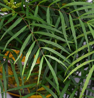 Chinesische Mahonie Soft Caress 30-40cm - Mahonia eurybracteata