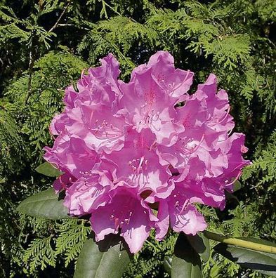 Großblumige Rhododendron Englisch Roseum 30-40cm - Alpenrose