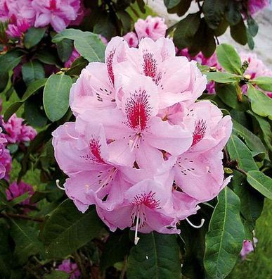 Großblumige Rhododendron Furnivall s Daughter 30-40cm - Alpenrose
