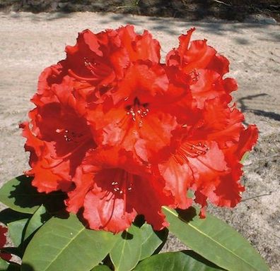 Großblumige Rhododendron Red Jack 30-40cm - Alpenrose