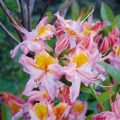 Rhododendron Quiet Throughts 40-50cm - Rhododendron viscosum