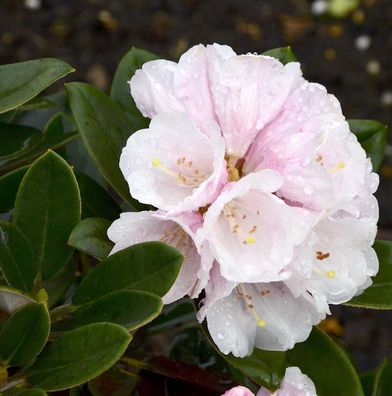 Rhododendron Silbervelours 30-40cm - Rhododendron pachysanthum