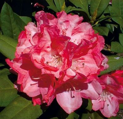 Rhododendron Anuschka 50-60cm - Alpenrose