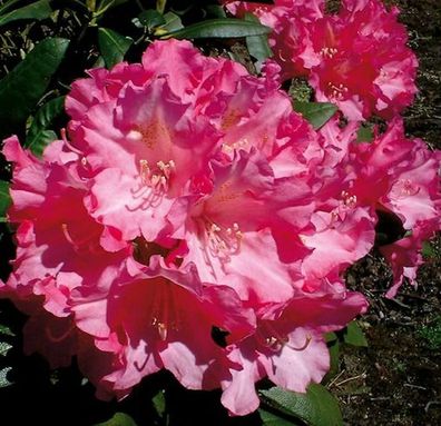 Rhododendron Kalinka 50-60cm - Alpenrose