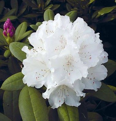 Rhododendron Schneekrone 50-60cm - Alpenrose