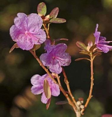 Dahurischer Rhododendron 40-50cm - Rhododendron dauricum