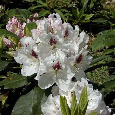 Großblumige Rhododendron Gudrun 30-40cm - Alpenrose