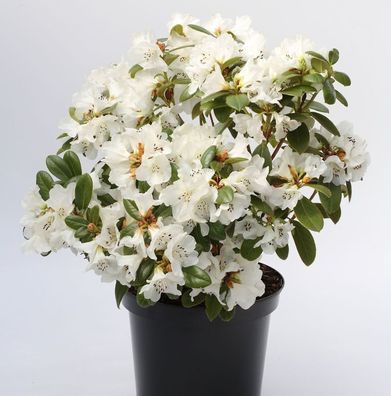 Duftende Rhododendron Snow Lady 30-40cm - Rhododendron leucaspis
